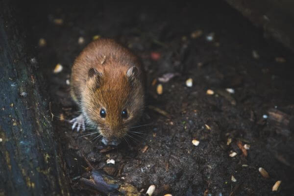 PEST CONTROL HITCHIN, Hertfordshire. Pests Our Team Eliminate - Mice.