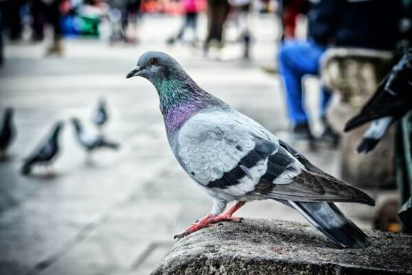 PEST CONTROL HITCHIN, Hertfordshire. Pests Our Team Eliminate - Pigeons.