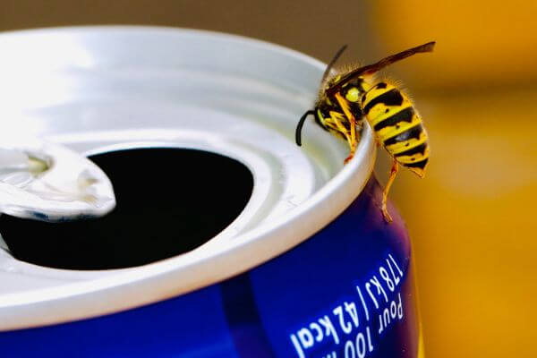 PEST CONTROL HITCHIN, Hertfordshire. Pests Our Team Eliminate - Wasps.
